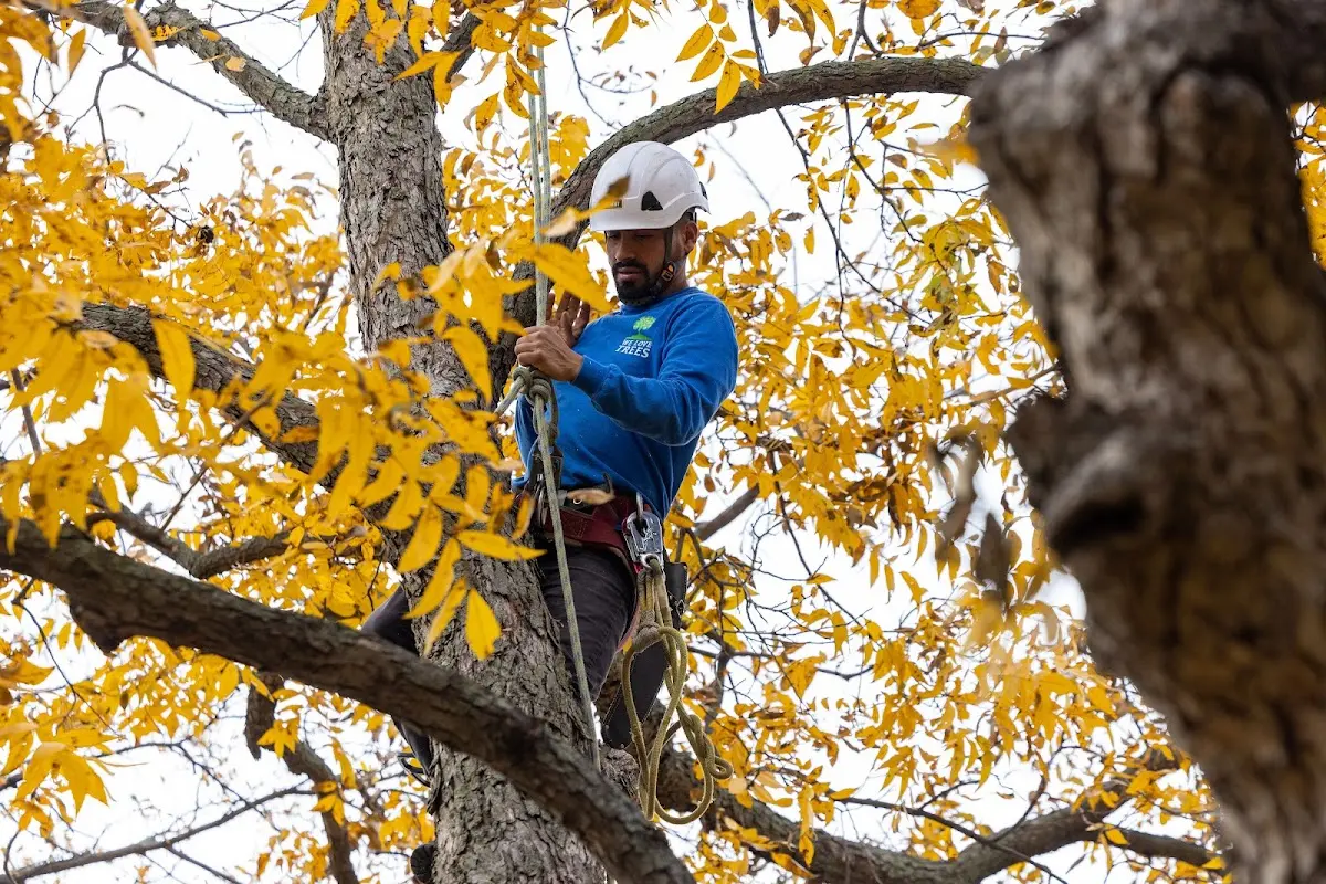 Skilled Tree Planing crew working in Crawford